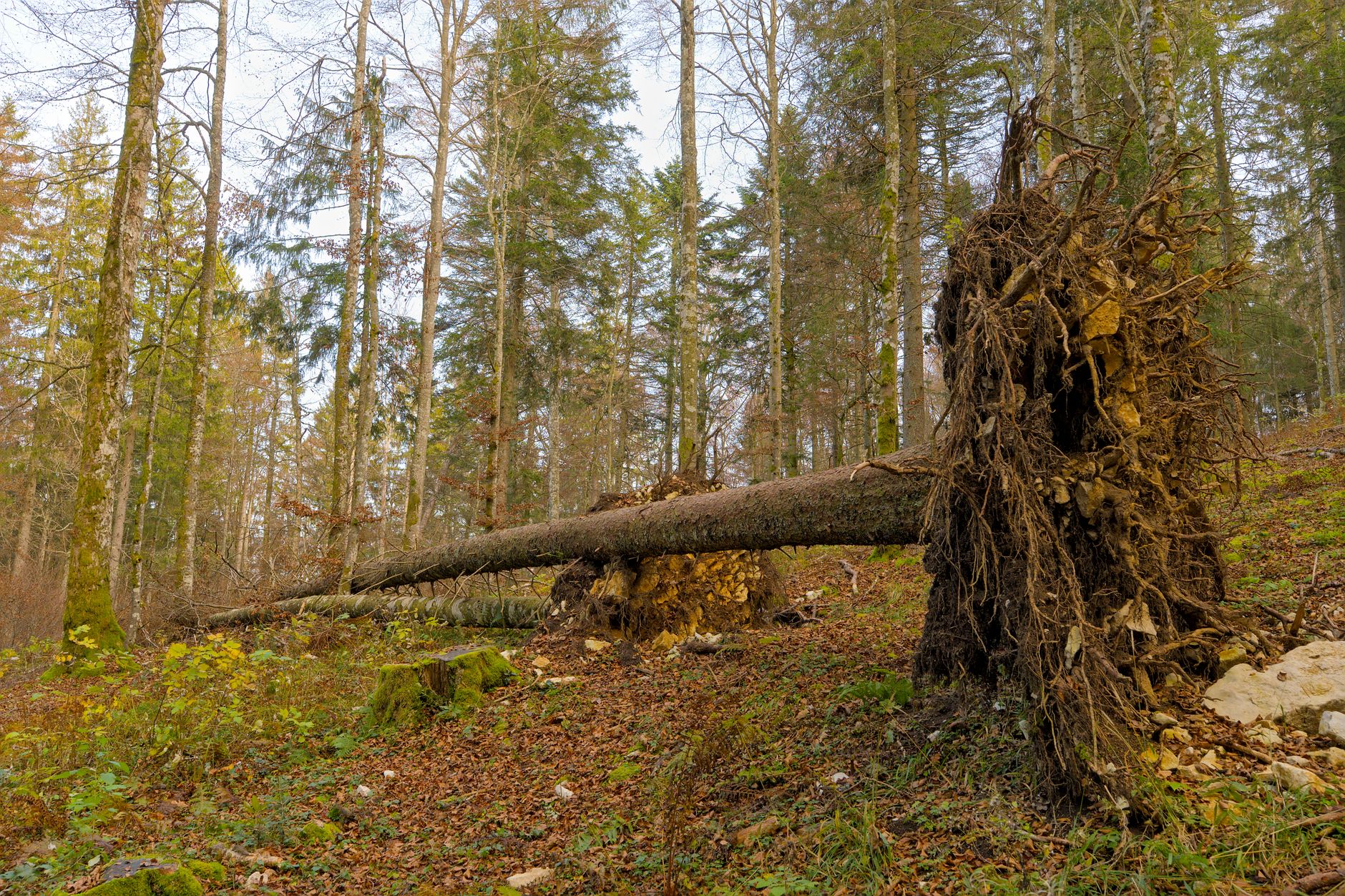 Enlèvement arbre urgence à Givors